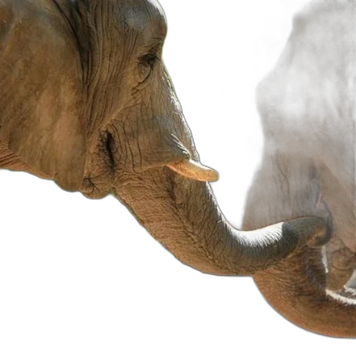 animal, mask, creature, photorealistic transparent PNG cut-out