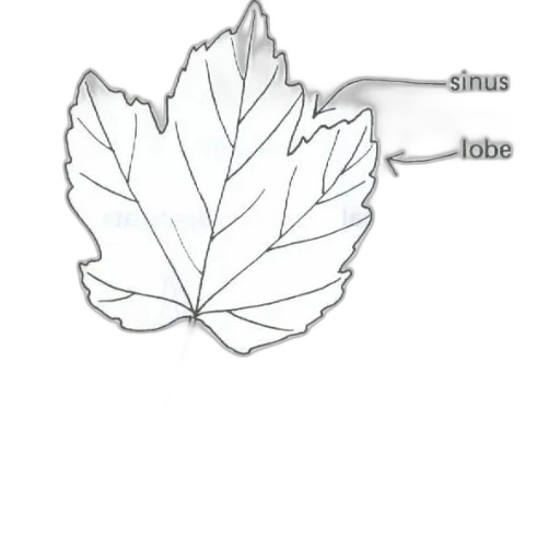 crown, tree, flower, jewelry transparent PNG cut-out
