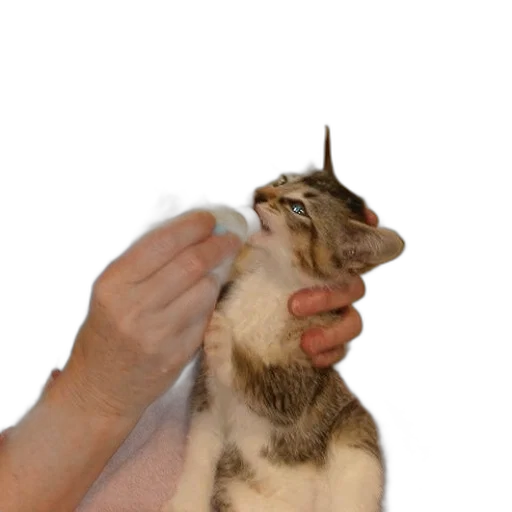 staff, hair, animal, creature transparent PNG cut-out