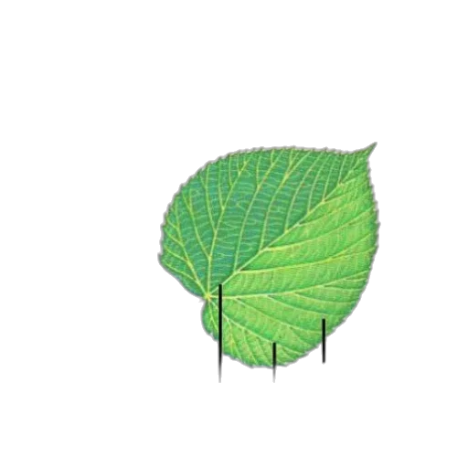 tree, umbrella, flower, jacket transparent PNG cut-out