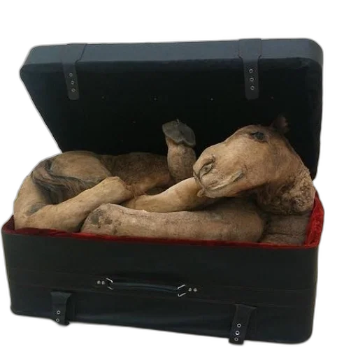 furniture, mask, shoes, animal transparent PNG cut-out