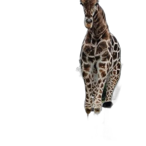 animal, creature, staff, hat transparent PNG cut-out