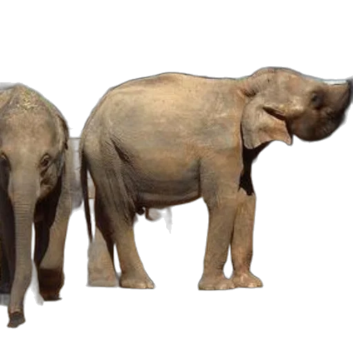 animal, 3d render, concept art, photorealistic transparent PNG cut-out
