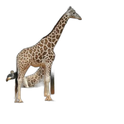 animal, creature, staff, weapon transparent PNG cut-out