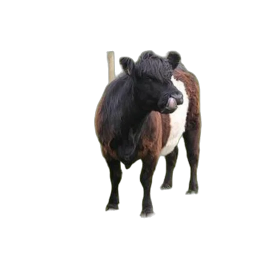 animal, creature, staff, hair transparent PNG cut-out