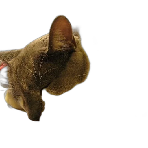 staff, animal, hat, mask transparent PNG cut-out