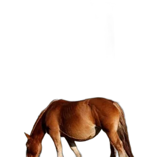 animal, creature, staff, furniture transparent PNG cut-out
