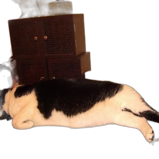 animal, food, creature, staff transparent PNG cut-out