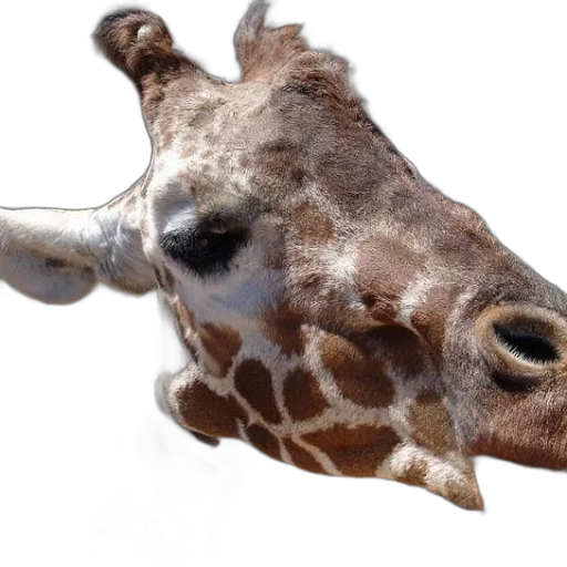 animal, creature, face, staff transparent PNG cut-out