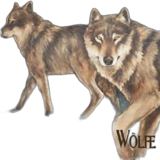 concept art, watercolor, fantasy art, photorealistic transparent PNG cut-out